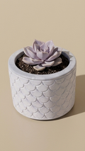 Eco resin indoor planter, shell pattern, ideal for succulent plants