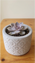 Four potted succulent plants arranged in a 2x2 grid, each in a different textured ceramic pot on a wooden surface against a light wall.