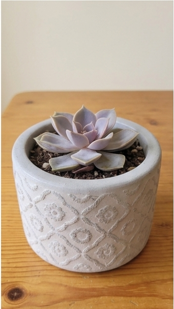 Four potted succulent plants arranged in a 2x2 grid, each in a different textured ceramic pot on a wooden surface against a light wall.